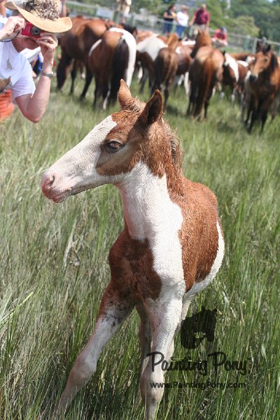 ponypenning_072810_217.JPG