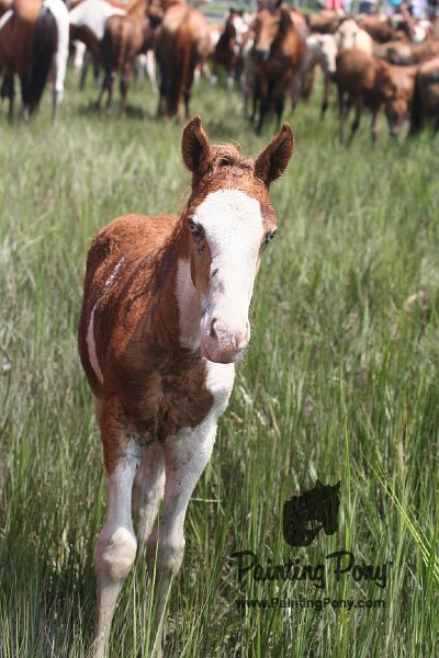 ponypenning_072810_218.JPG