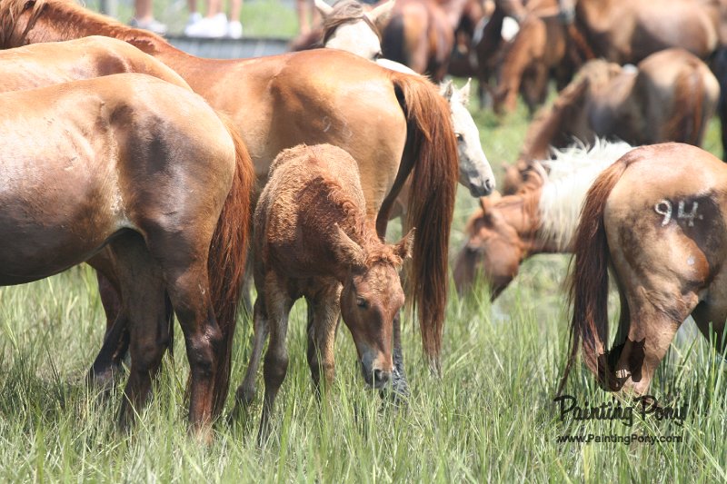 ponypenning_072810_220.JPG