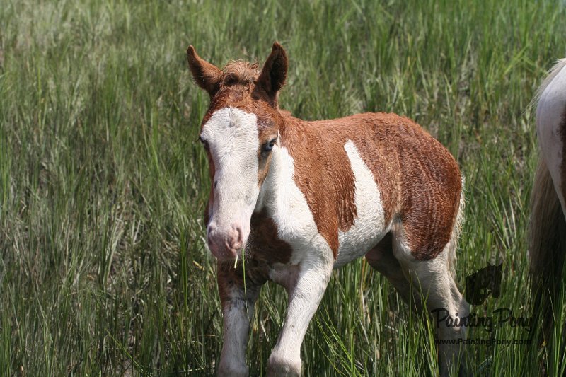 ponypenning_072810_222.JPG
