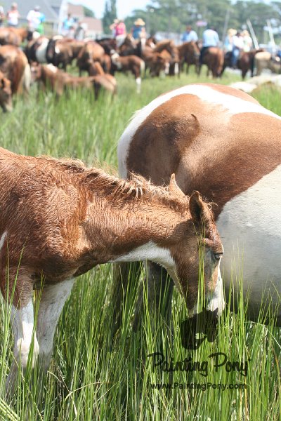 ponypenning_072810_223.JPG