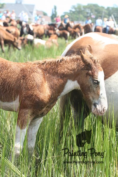 ponypenning_072810_225.JPG