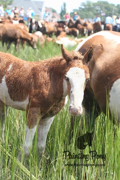 ponypenning_072810_226.JPG
