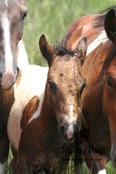 ponypenning_072810_229.JPG