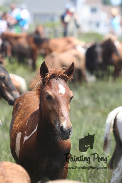 ponypenning_072810_230.JPG