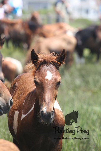 ponypenning_072810_231.JPG