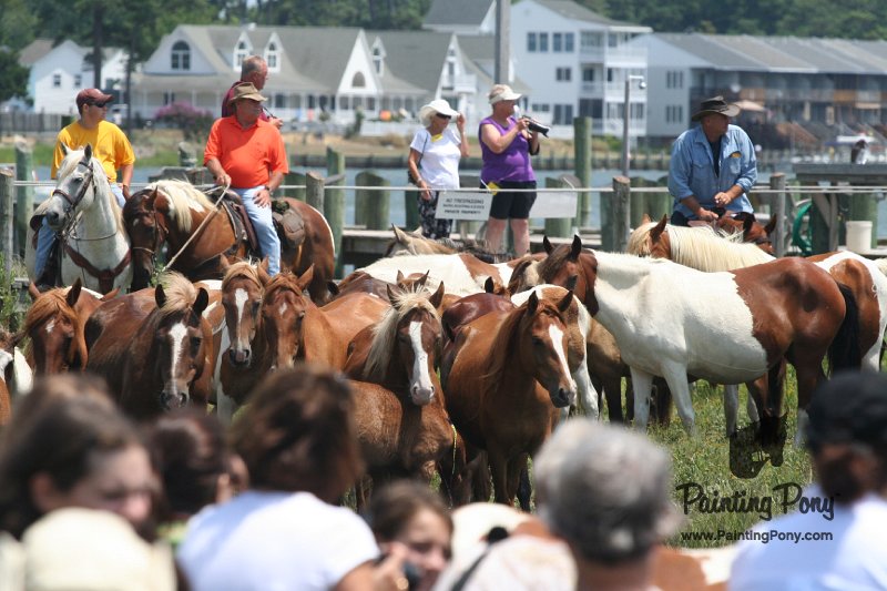 ponypenning_072810_237.JPG