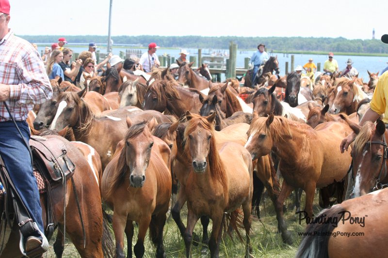 ponypenning_072810_244.JPG