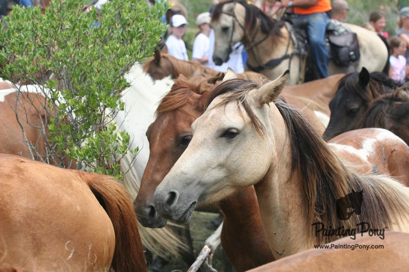 ponypenning_072810_249.JPG