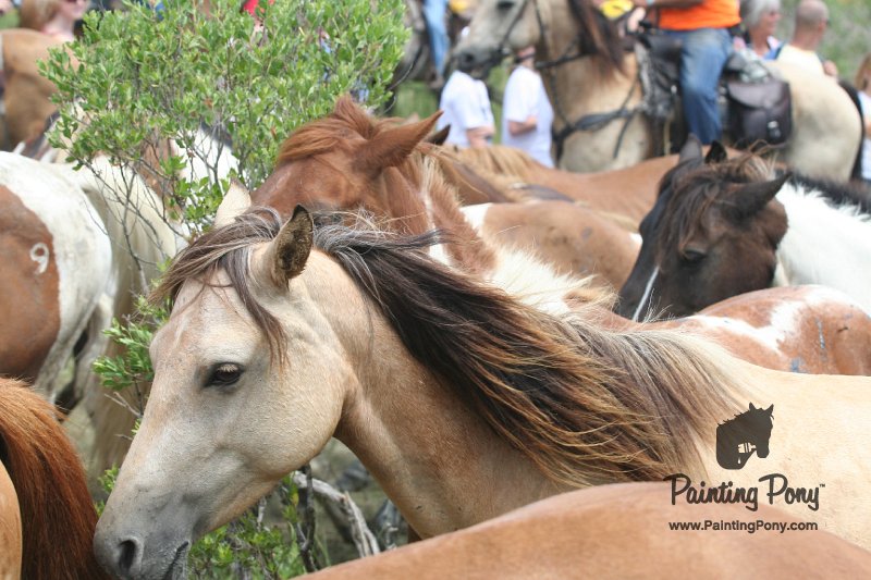 ponypenning_072810_250.JPG