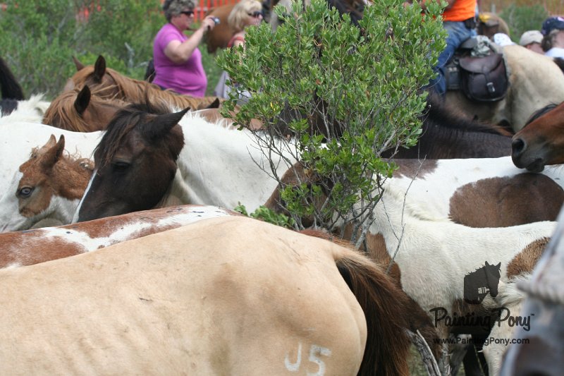 ponypenning_072810_251.JPG