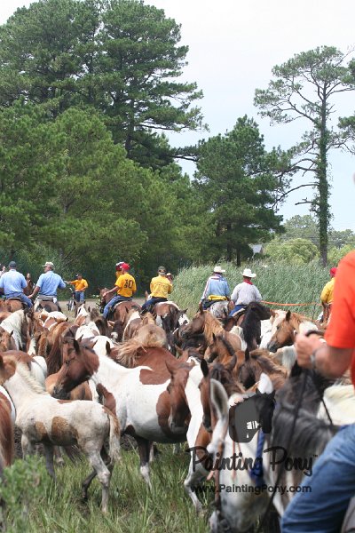 ponypenning_072810_259.JPG