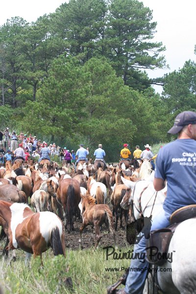 ponypenning_072810_262.JPG