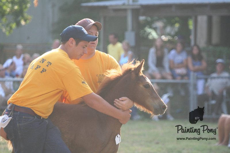 ponypenning_072810_301.JPG