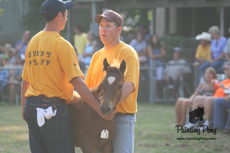 ponypenning_072810_302.JPG