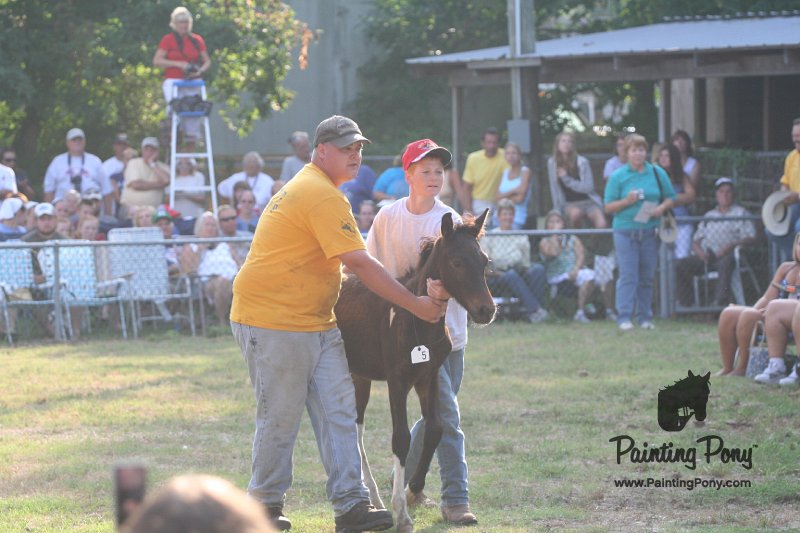 ponypenning_072810_324.JPG