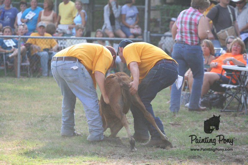 ponypenning_072810_328.JPG