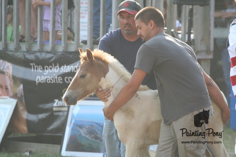 ponypenning_072810_330.JPG