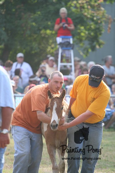 ponypenning_072810_343.JPG