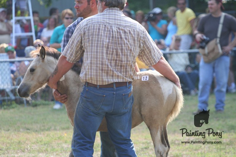 ponypenning_072810_357.JPG