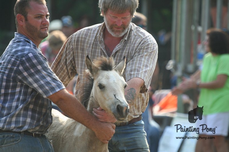 ponypenning_072810_358.JPG