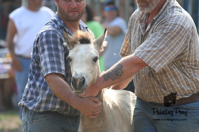 ponypenning_072810_359.JPG
