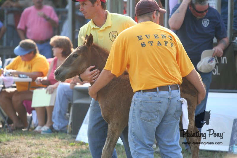 ponypenning_072810_367.JPG