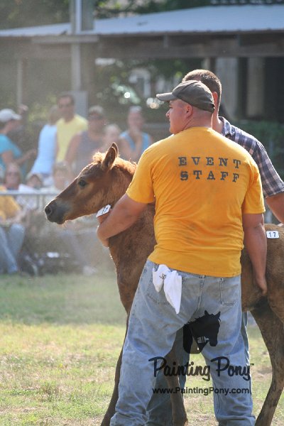 ponypenning_072810_377.JPG