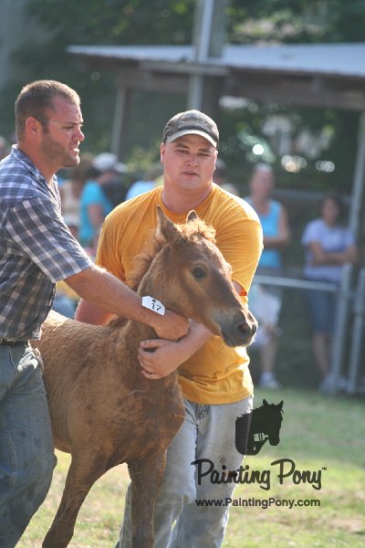 ponypenning_072810_378.JPG