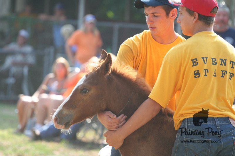 ponypenning_072810_386.JPG