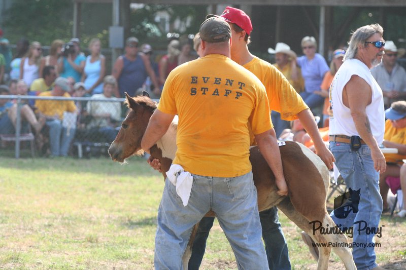ponypenning_072810_404.JPG