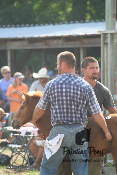 ponypenning_072810_412.JPG