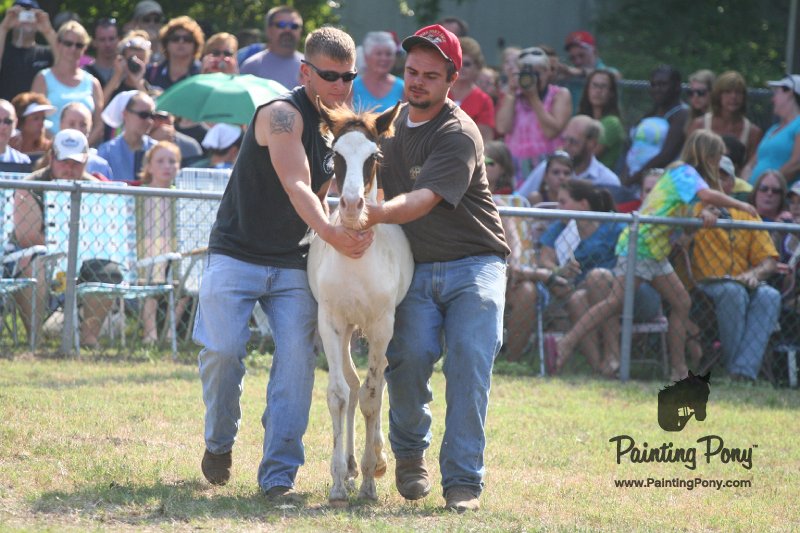 ponypenning_072810_417.JPG