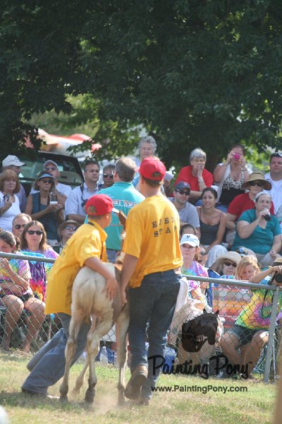 ponypenning_072810_426.JPG