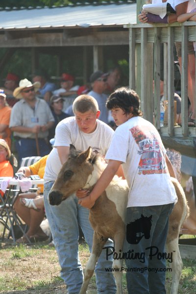 ponypenning_072810_433.JPG