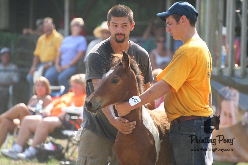ponypenning_072810_438.JPG