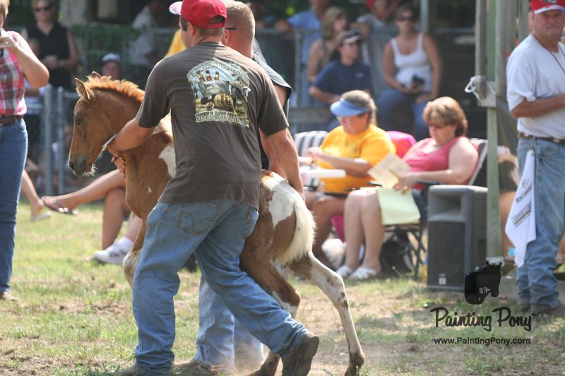 ponypenning_072810_459.JPG