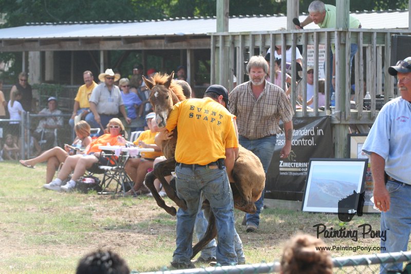 ponypenning_072810_466.JPG