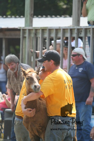 ponypenning_072810_471.JPG