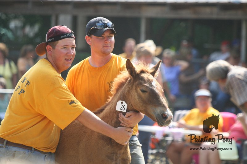 ponypenning_072810_472.JPG