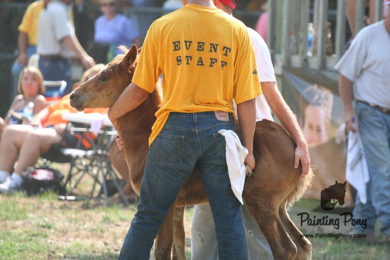 ponypenning_072810_473.JPG