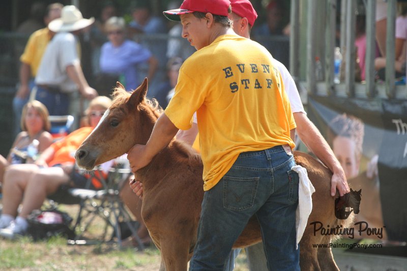 ponypenning_072810_474.JPG