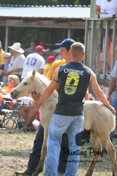 ponypenning_072810_481.JPG