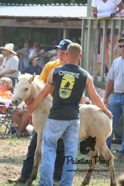 ponypenning_072810_482.JPG