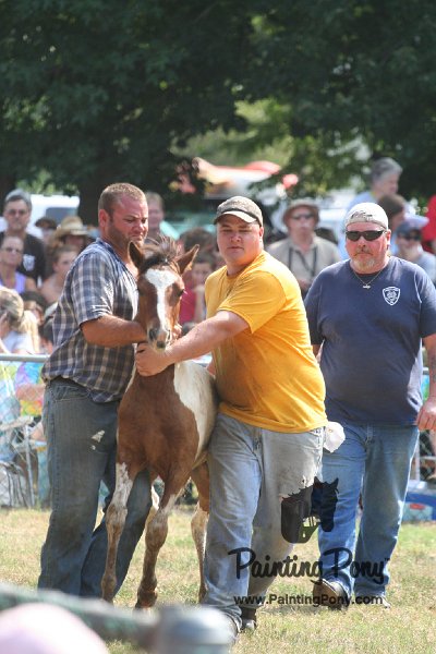 ponypenning_072810_488.JPG