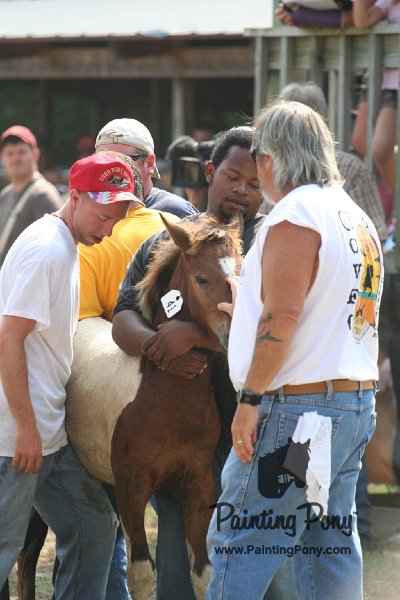 ponypenning_072810_493.JPG
