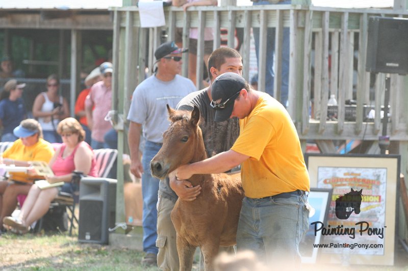 ponypenning_072810_499.JPG