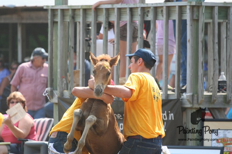 ponypenning_072810_509.JPG