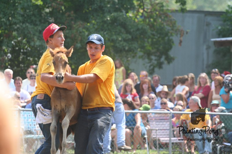 ponypenning_072810_510.JPG