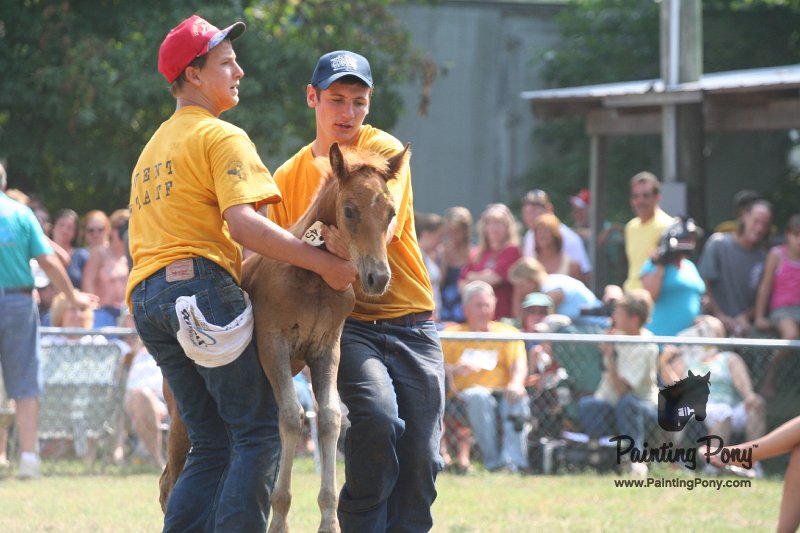 ponypenning_072810_511.JPG